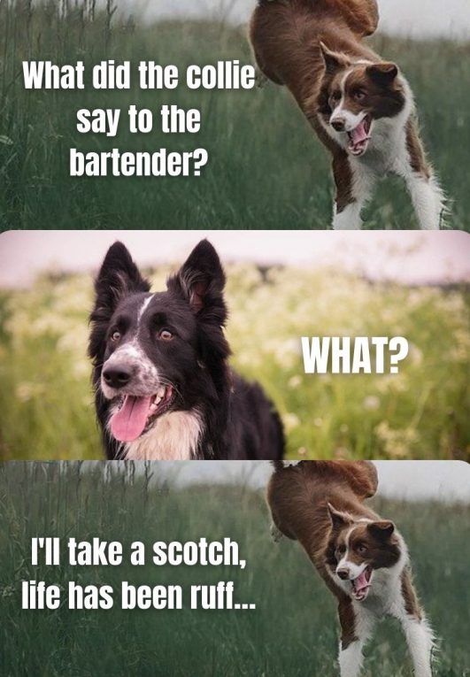 10 Border Collie Dog Jokes Funny Puns With Border Collies