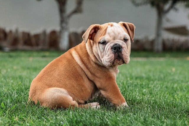 bulldog
