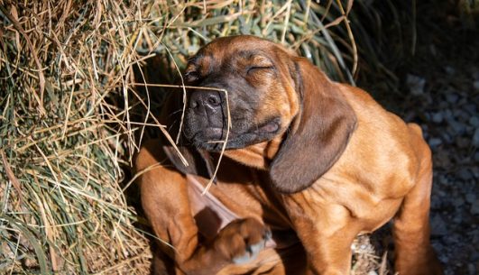 How Much Do Dog Allergy Tests And Veterinary Bills Cost