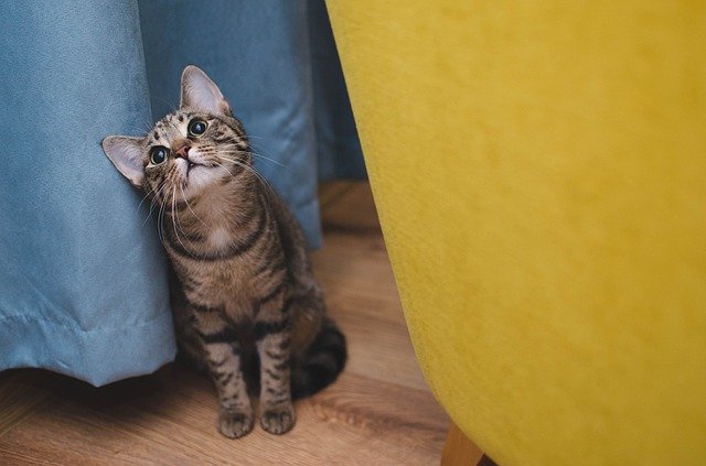 female-indian-cat-names