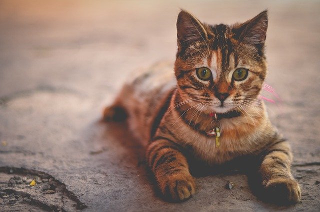 female-indian-cat-name-ideas