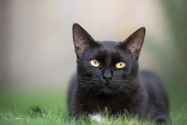 funny-indian-cat-name-ideas