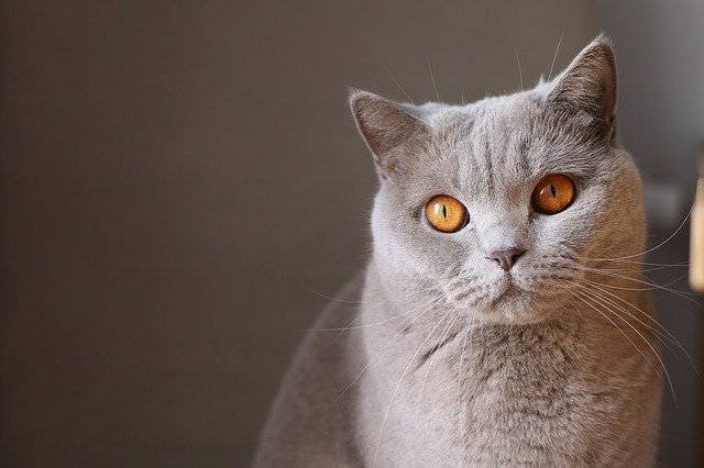 cute-indian-cat-names