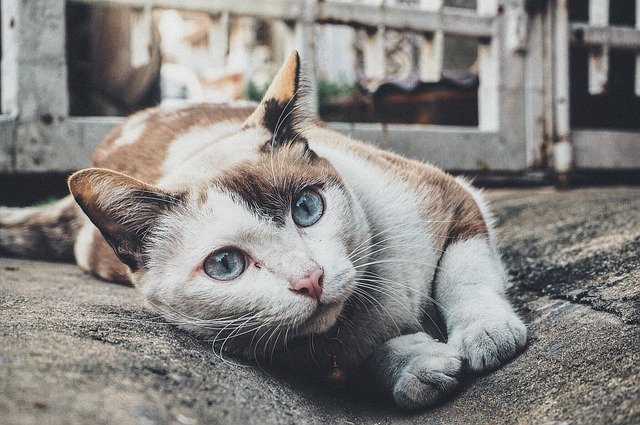 unique-indian-cat-name-ideas