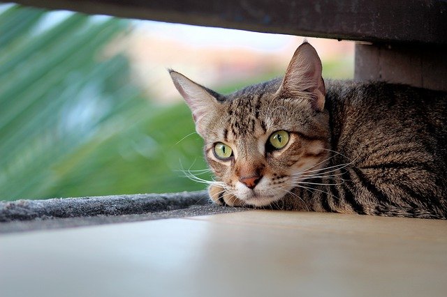cool-indian-cat-names