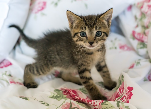 boy-cat-names