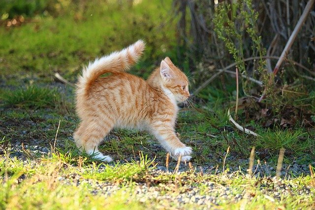 boy-cat-name-ideas