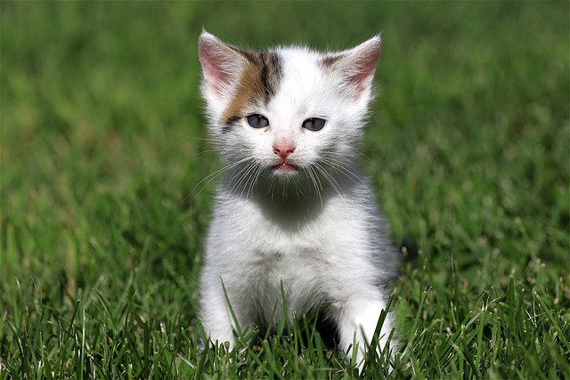 girl-cat-name-ideas