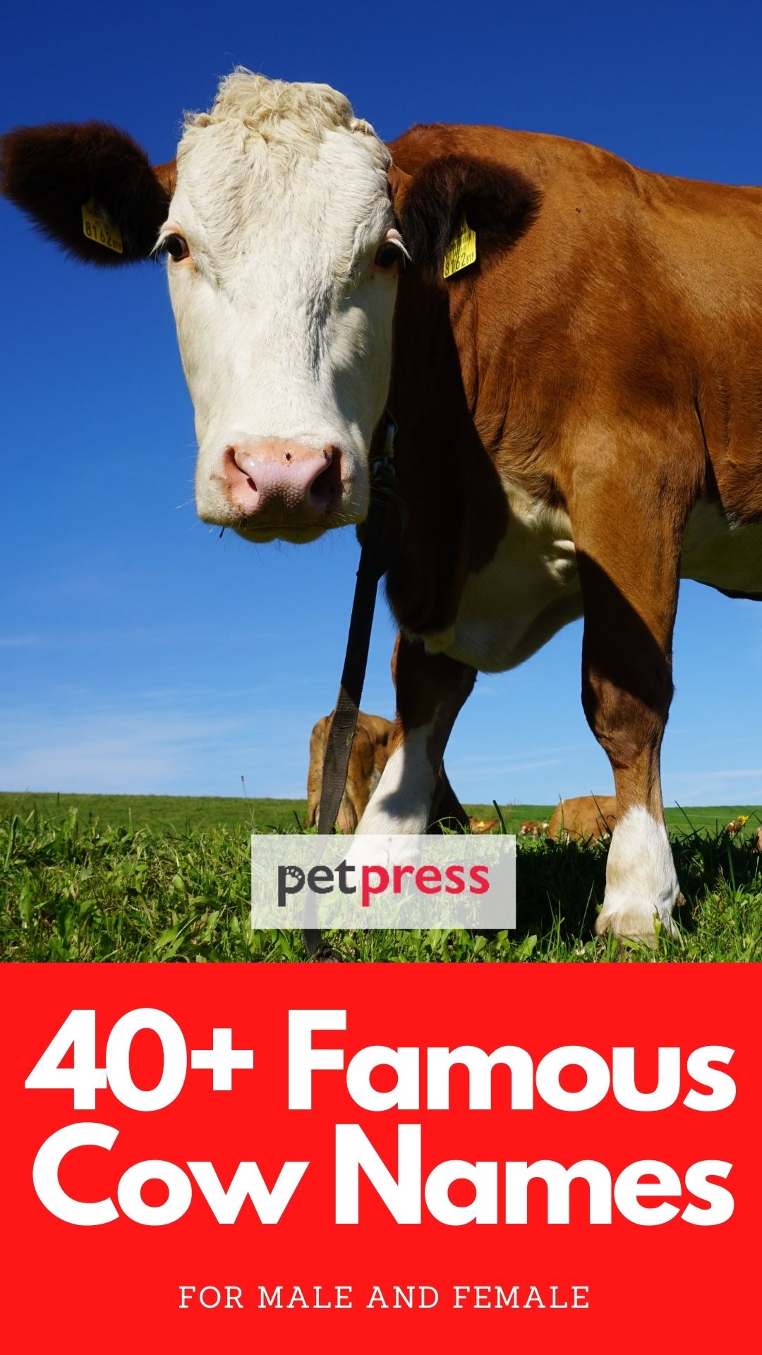 famous cow names for naming a cow