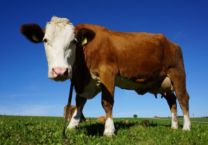 40 Famous Cow Names Cow Names From Cartoons Movies And More