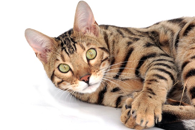 male-bengal-cat-names