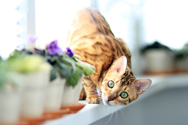 female-bengal-cat-names