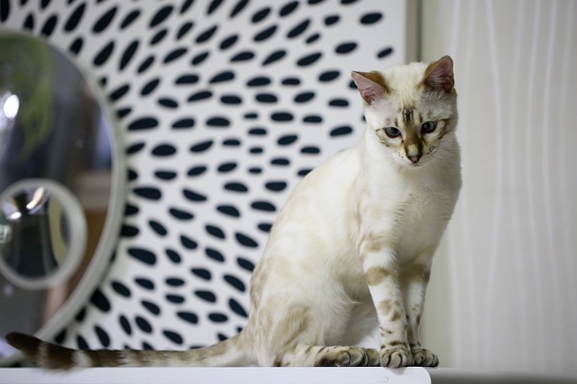 silver-bengal-cat-names
