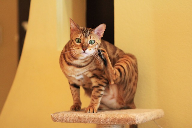 cool-bengal-cat-names