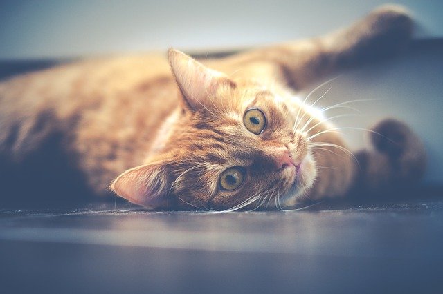 female-tamil-cat-names