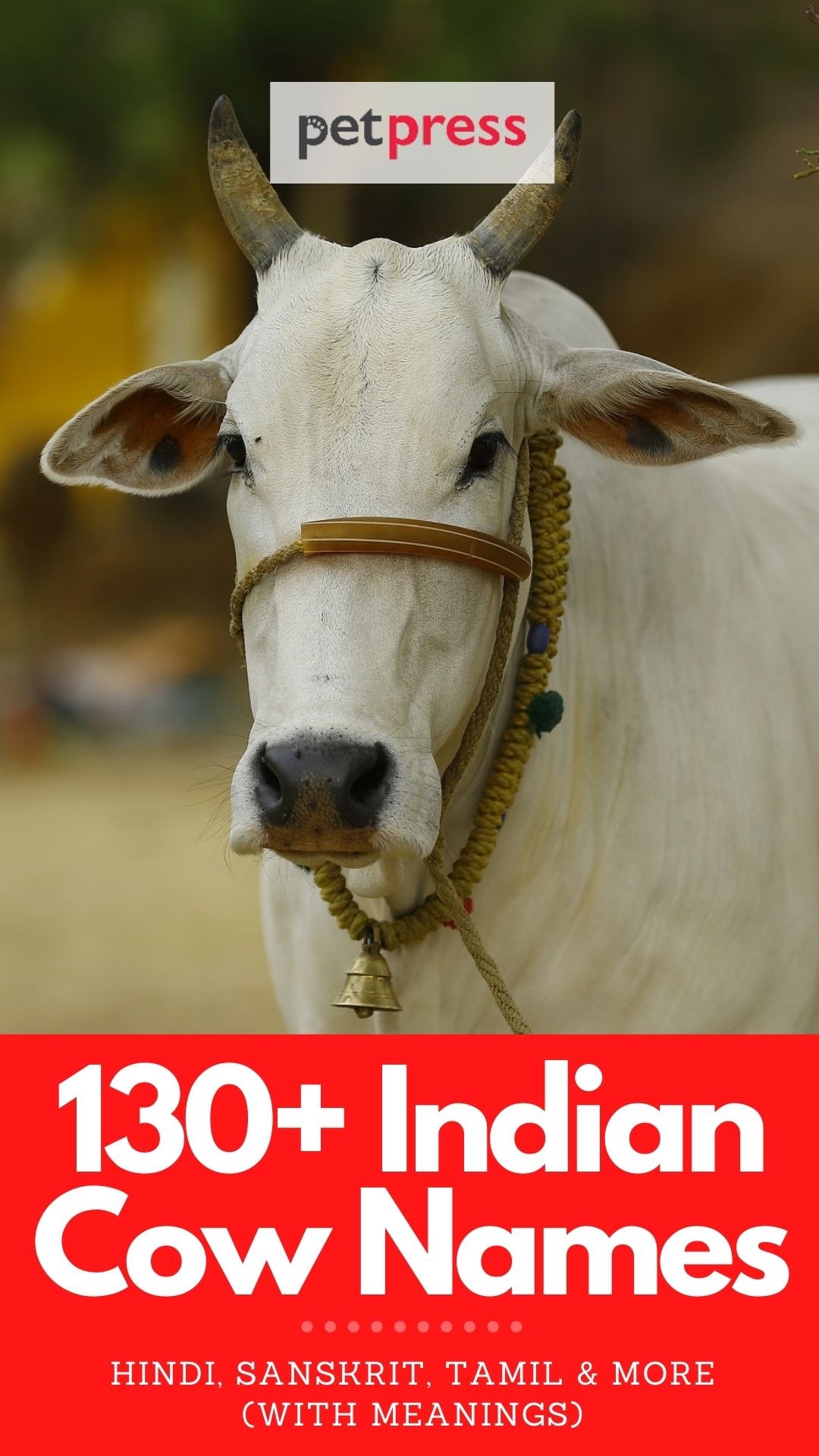130 Indian Cow Names With Meanings Cow Names In Hindi Tamil Etc 