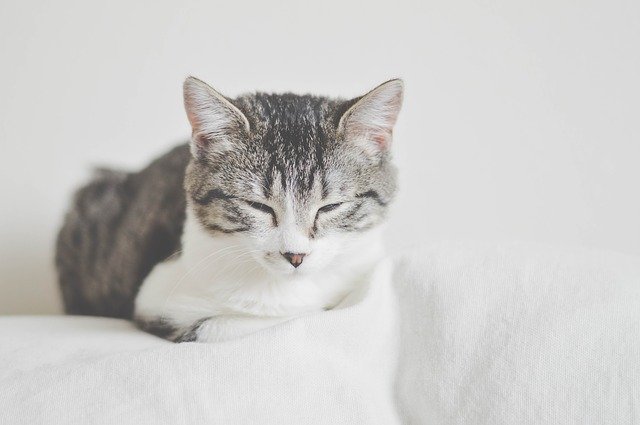 unisex-kannada-cat-names