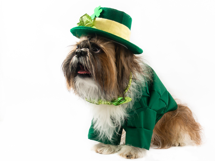 gaelic dog names