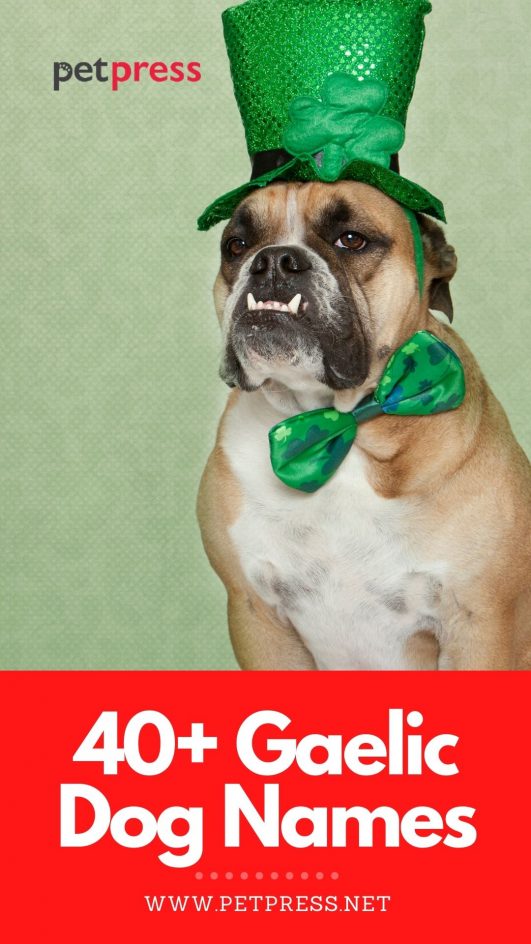 40 Gaelic Dog Names Best Scottish Gaelic Names For A Dog 40-gaelic-dog-names-best-scottish-gaelic-names-for-a-dog