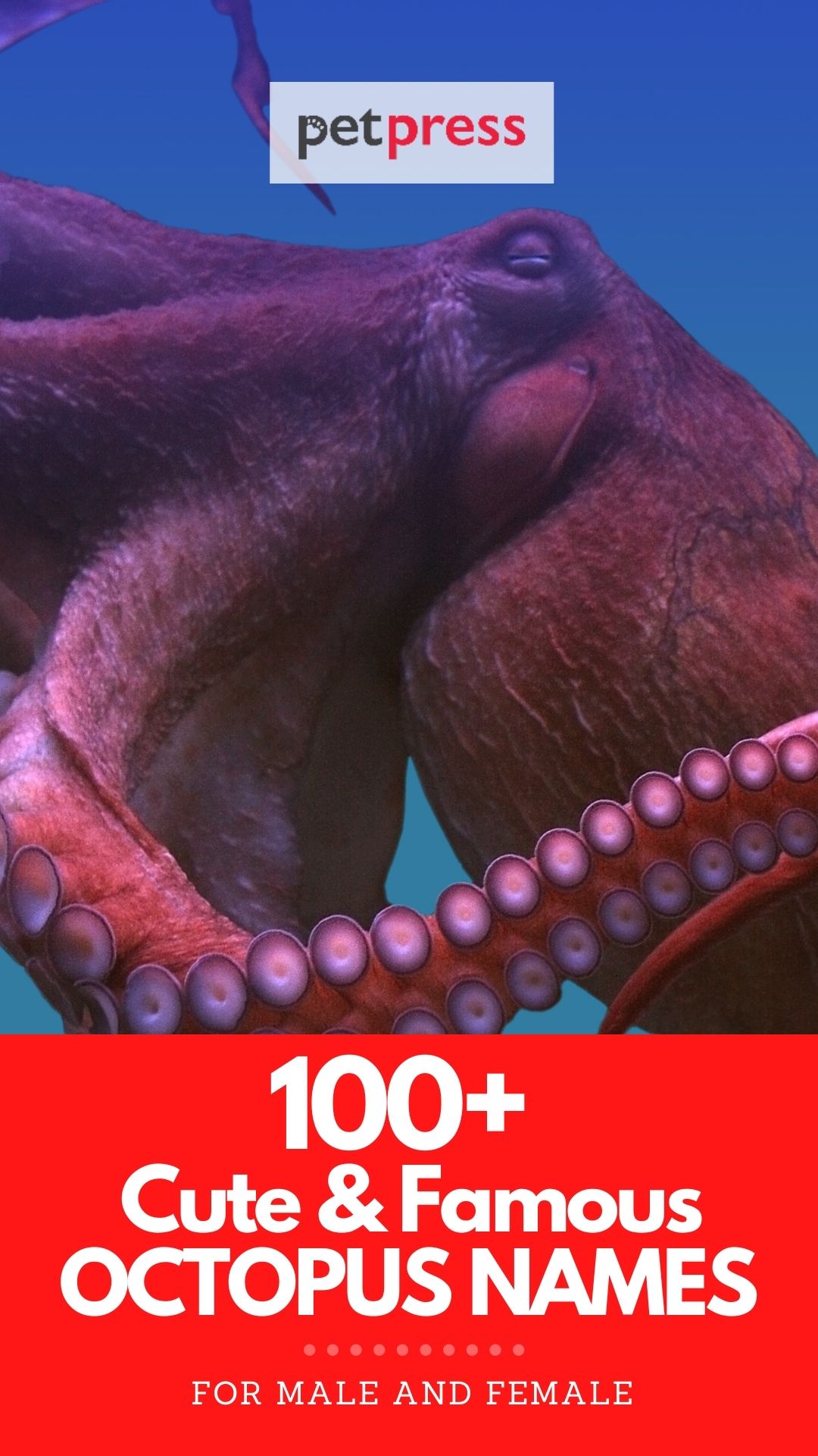 cute and famous octopus names for naming an octopus