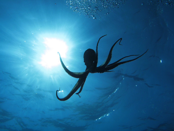 male octopus names