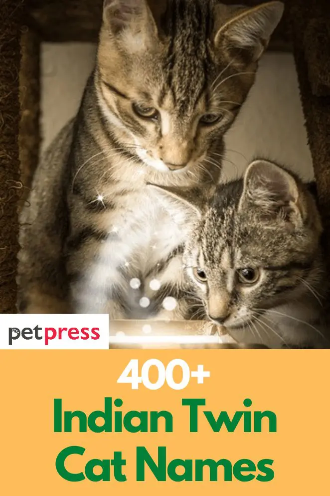 400 Indian Twin Cat Names For Your Cute Twin Cats