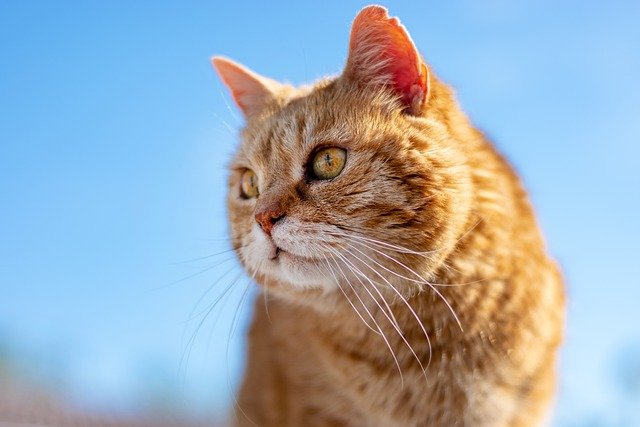 female-hindi-cat-names