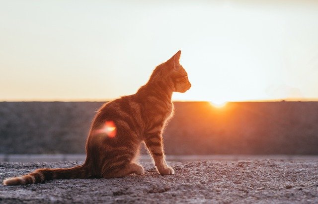 male-hindi-cat-names