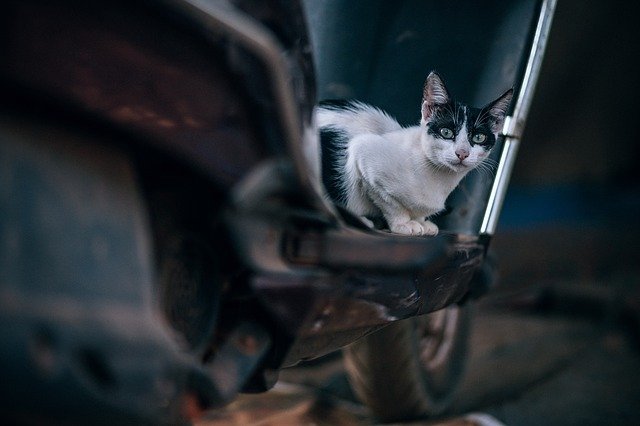 unisex-punjabi-cat-names