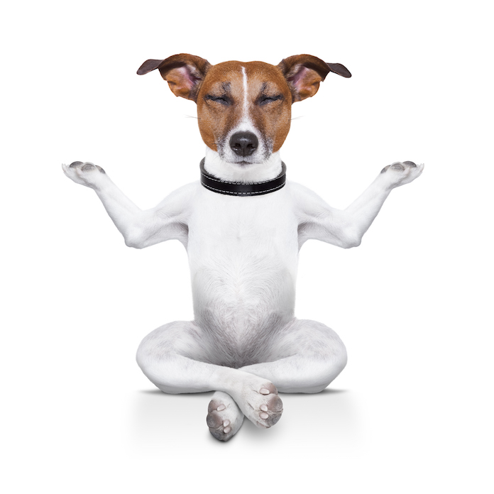buddhist dog names 2
