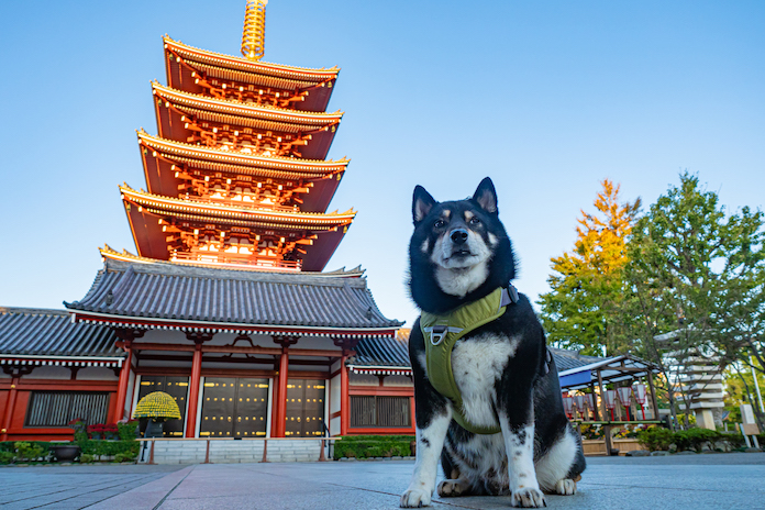 zen dog names for naming your dog 3