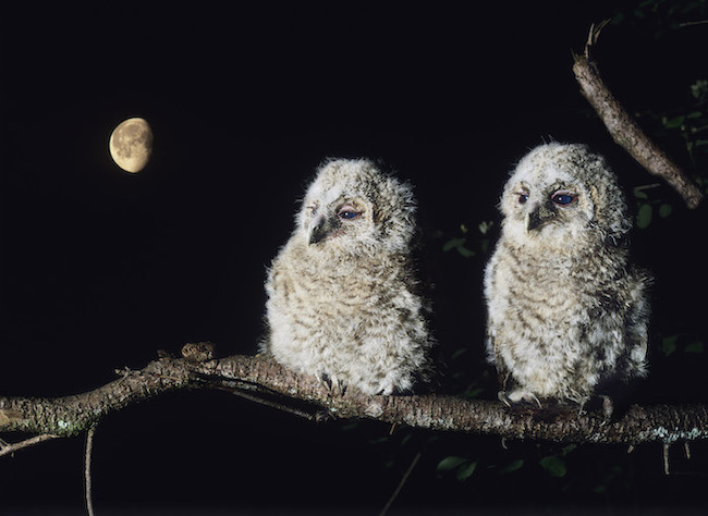 baby owl names 2