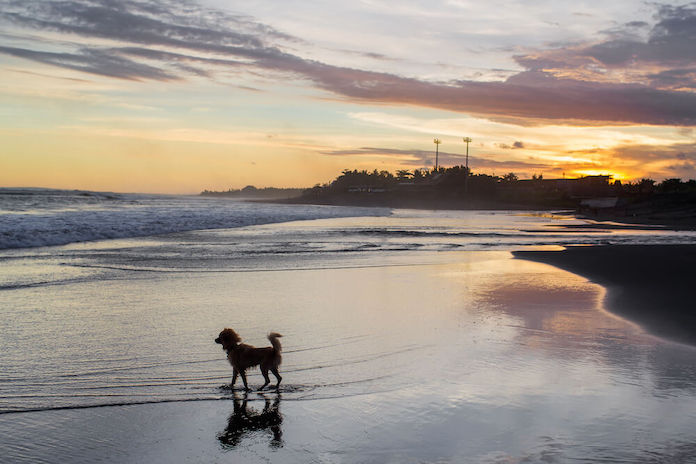 ocean dog names for naming a pup