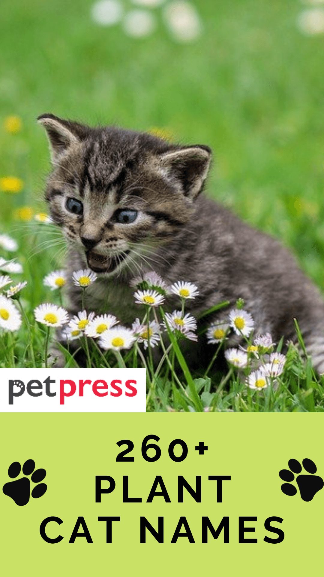 plant-cat-names