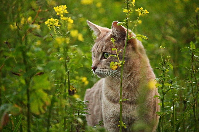 plant-male-cat-names