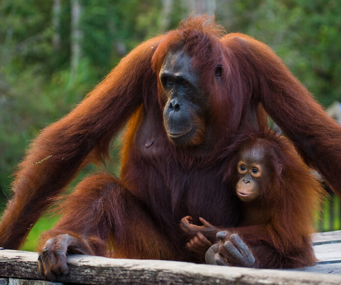 female ape names for naming an ape