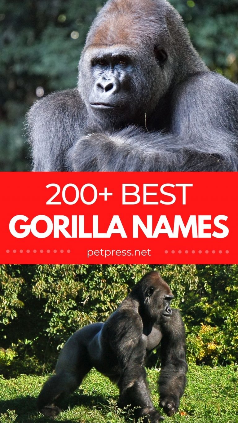 Best Gorilla Names 200+ Good Name Ideas For A Gorilla