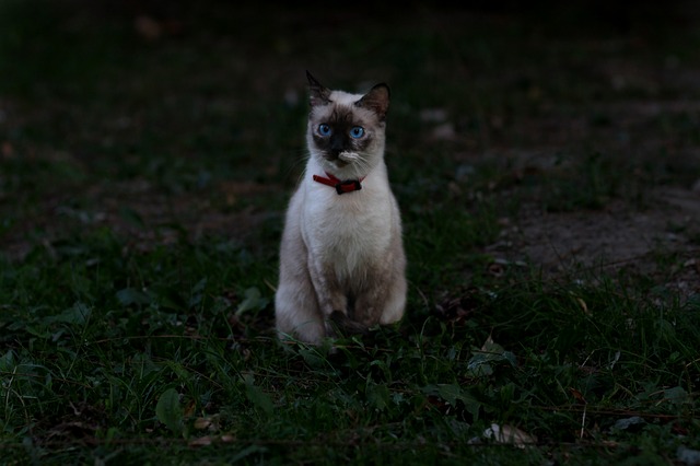 female-blue-burmese-cat-names