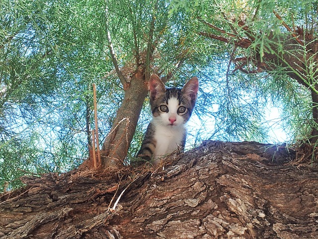 unisex-tree-cat-names