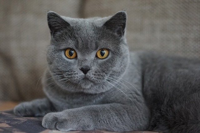 female-ethiopian-cat-names