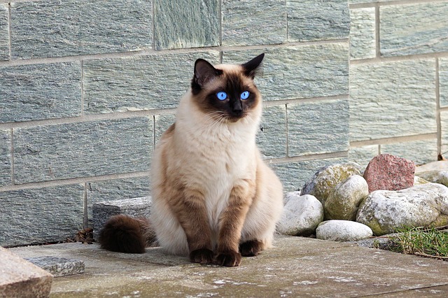 unisex-ethiopian-cat-names