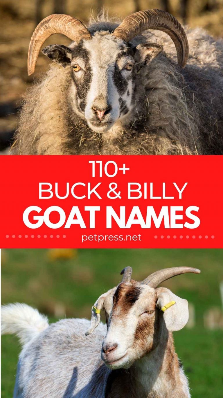 Buck Goat Names 110 Good Names For A Buck And Billy Goat
