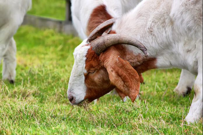 boer goat names