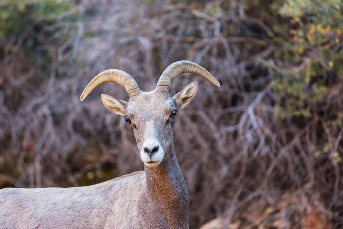 buck goat names for an adult male goat