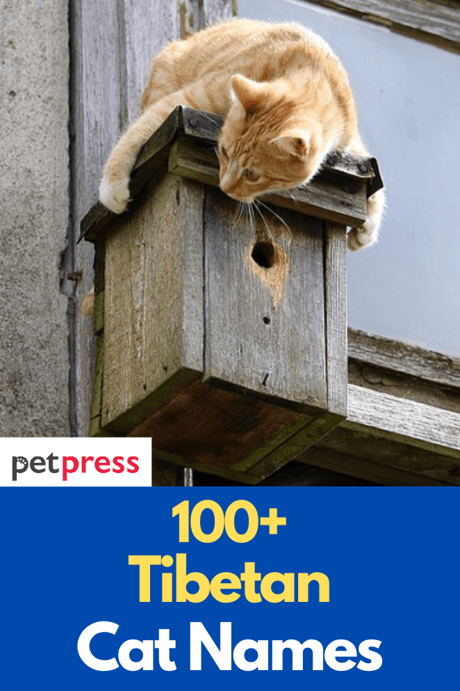 tibetan-cat-names