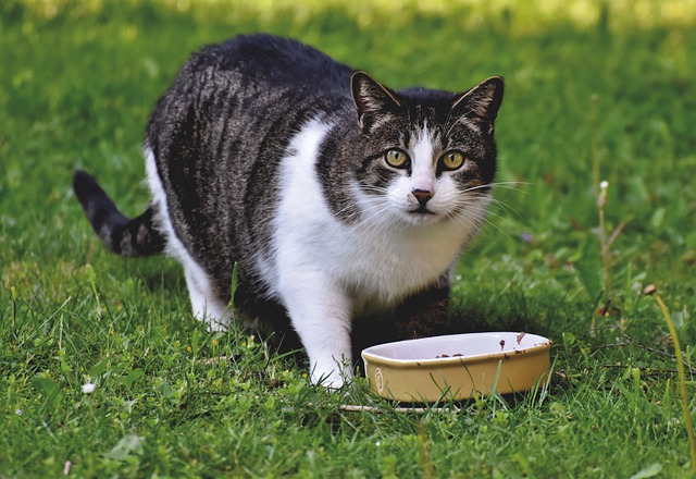 male-tibetan-cat-names