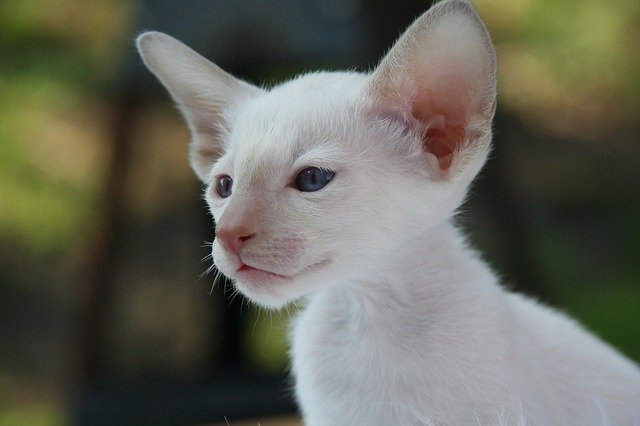 female-tibetan-cat-names