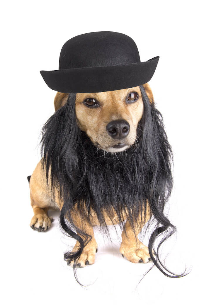 male yiddish dog names