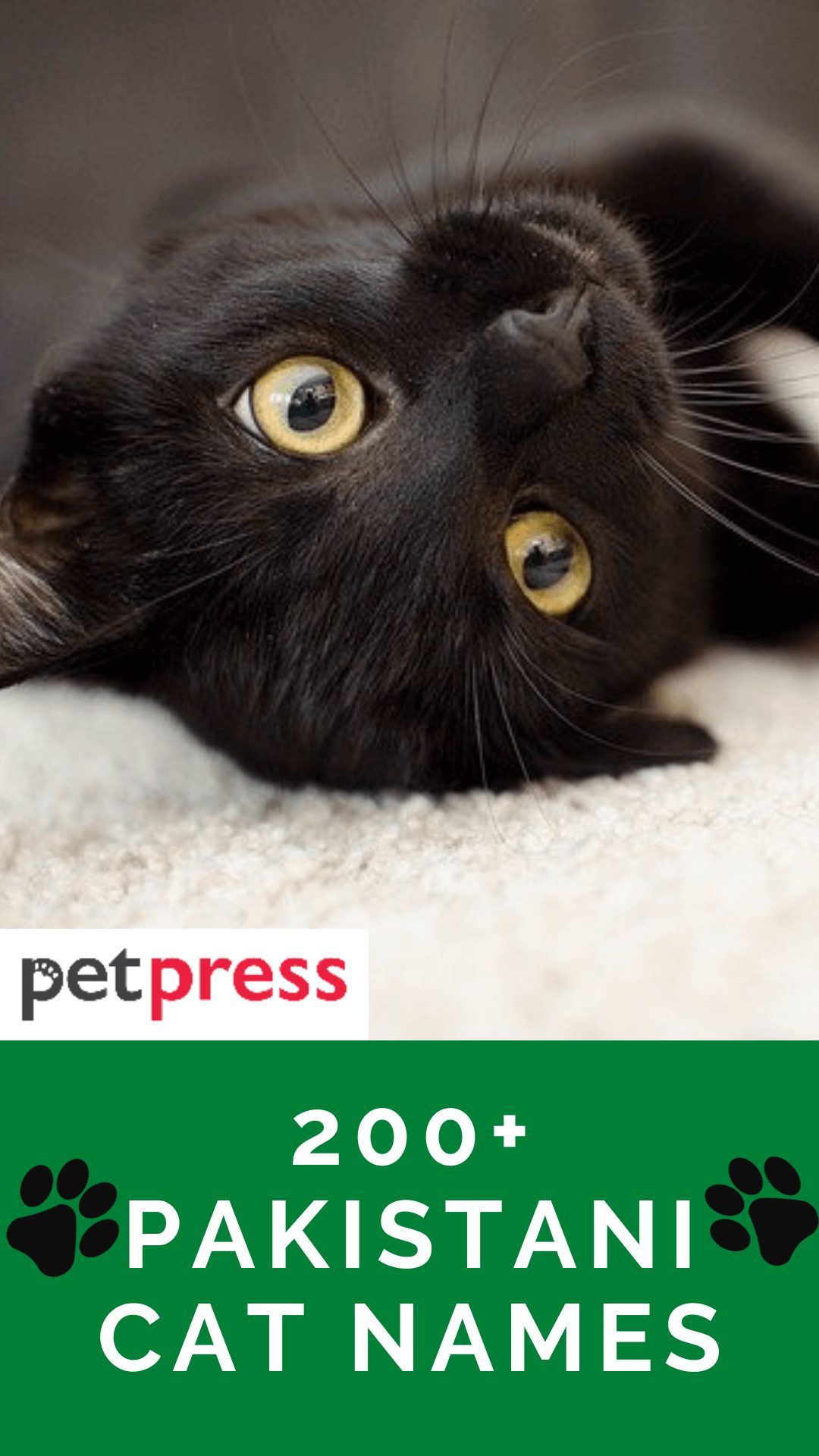200 Best Pakistani Cat Names With Meanings For Your Cute Cats 200 Best Pakistani Cat Names With Meanings For Your Cute Cats