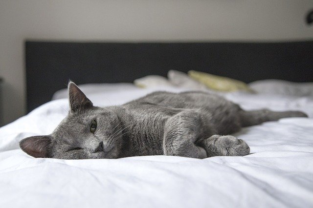 swahili-male-cat-names